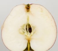 Astrakan Gyllenkroks Apple